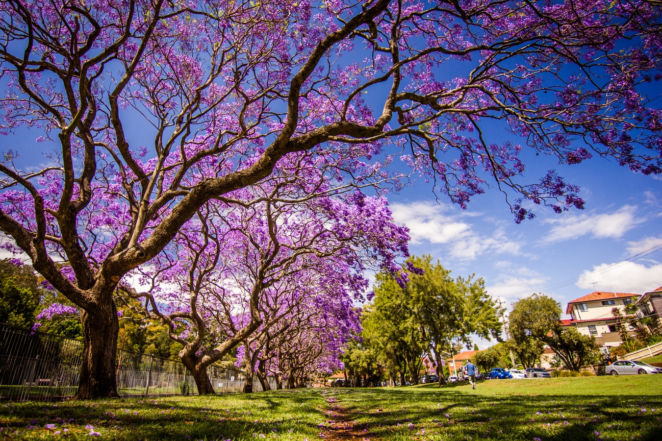 purple flowers tree california jacarandas