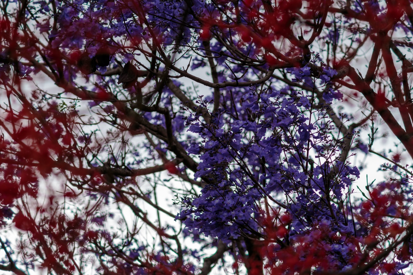 jacaranda tree with purple flowers